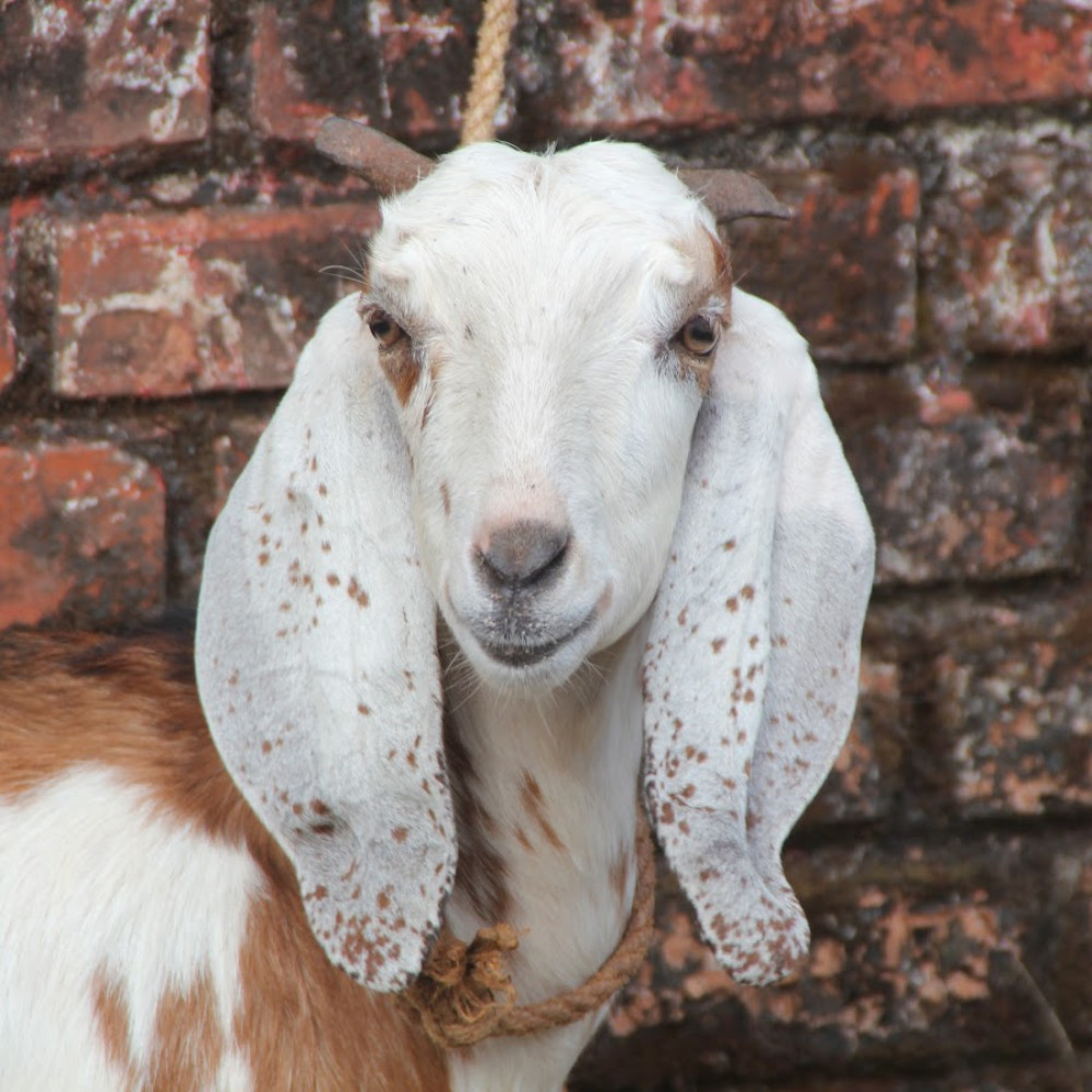Goat For Qurbani (Charity Only)