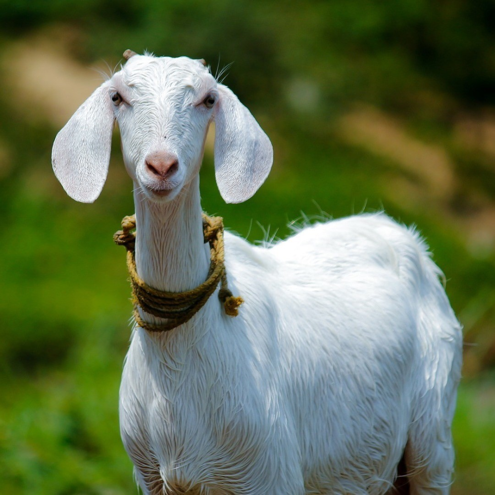 Goat For Qurbani (Charity Only)